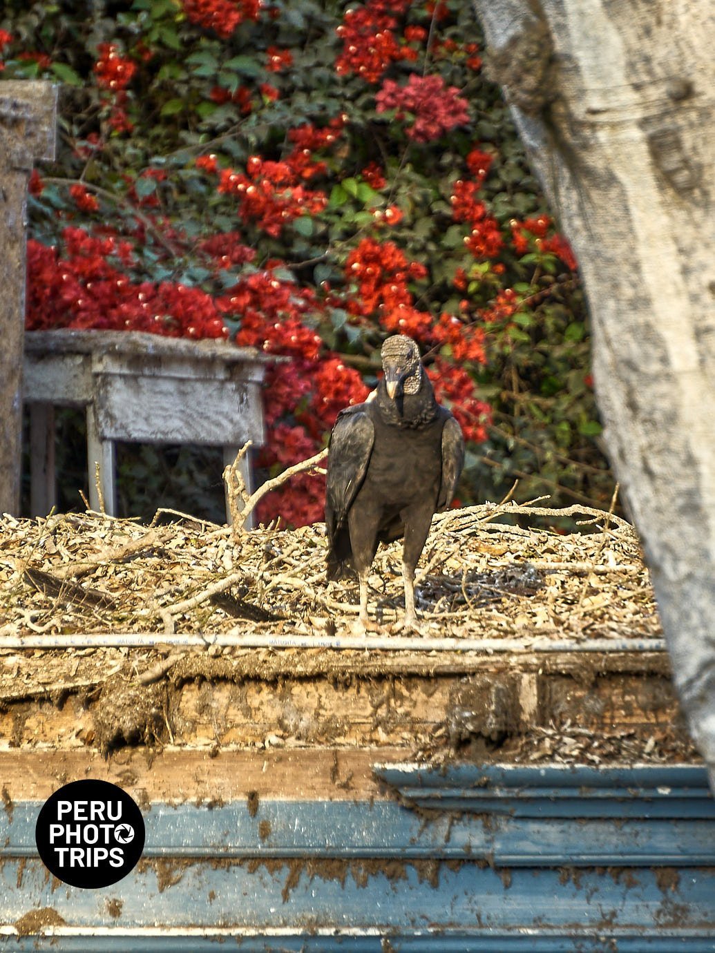 Barranco streets peru photo trips