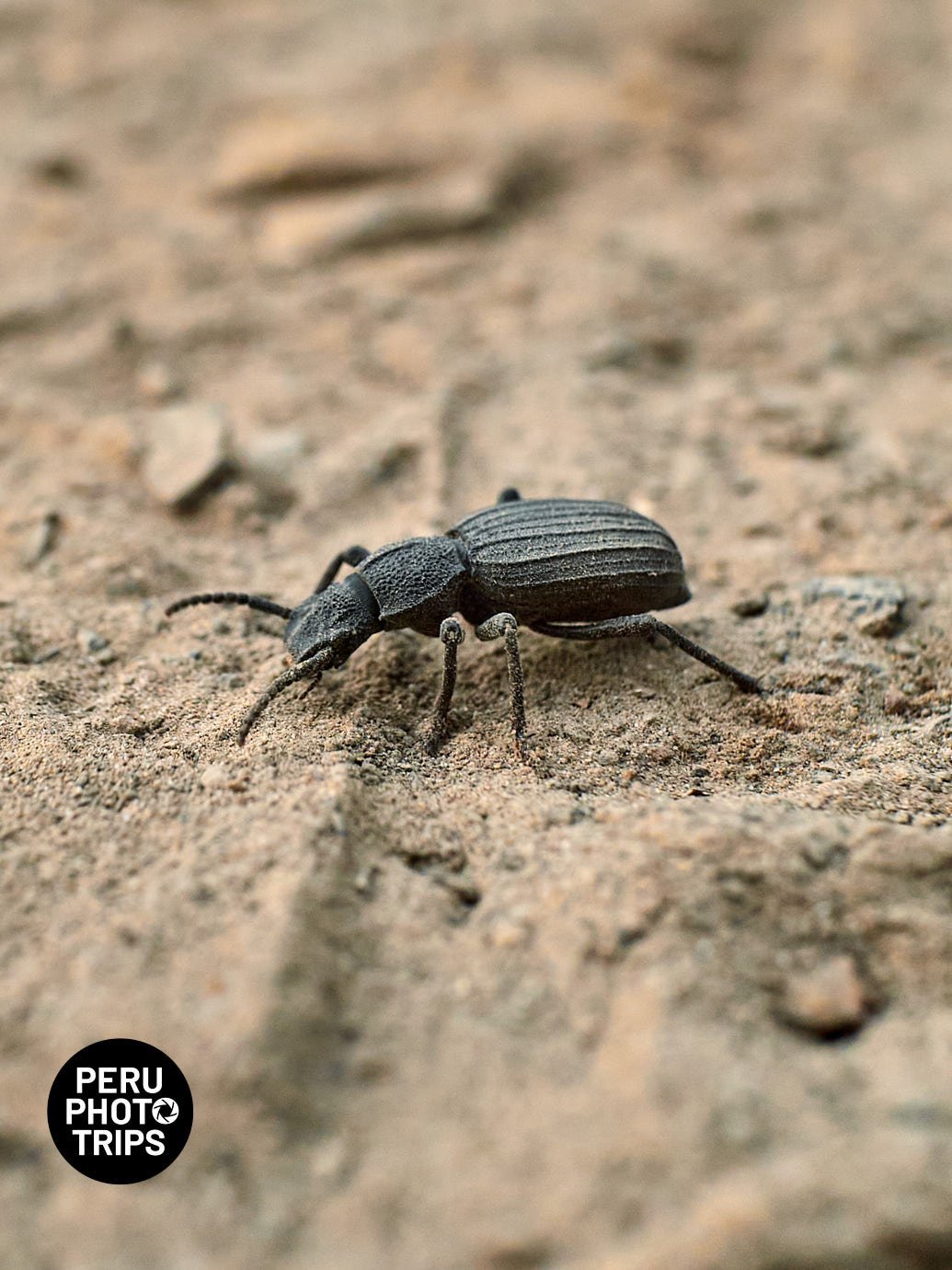 pacha valley peru photo trips