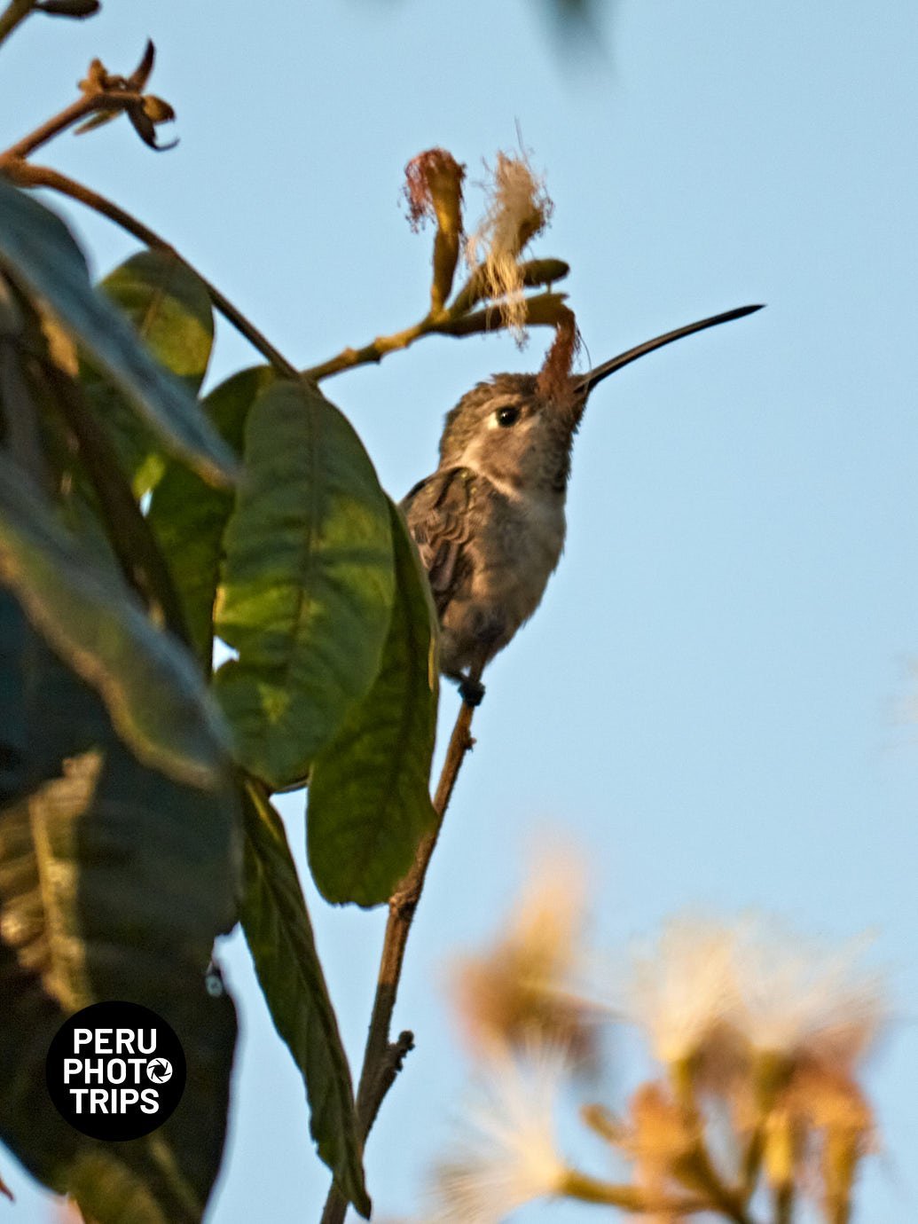 pacha valley peru photo trips