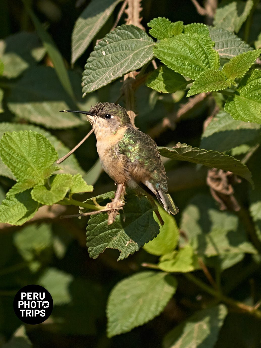 pacha valley peru photo trips