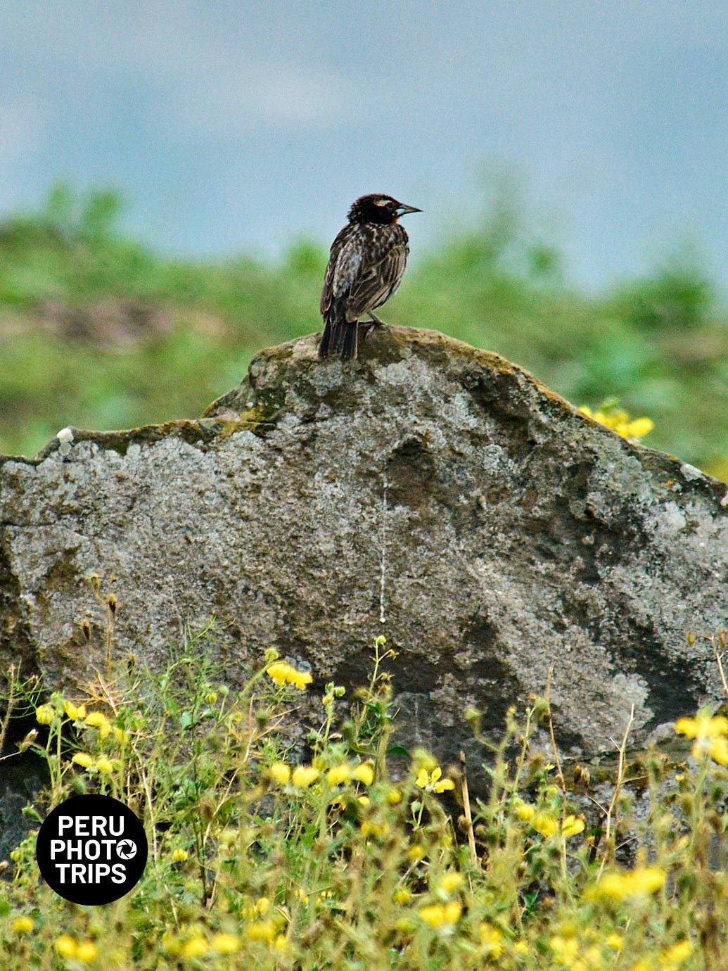 pachacamac fog oases peru photo trip