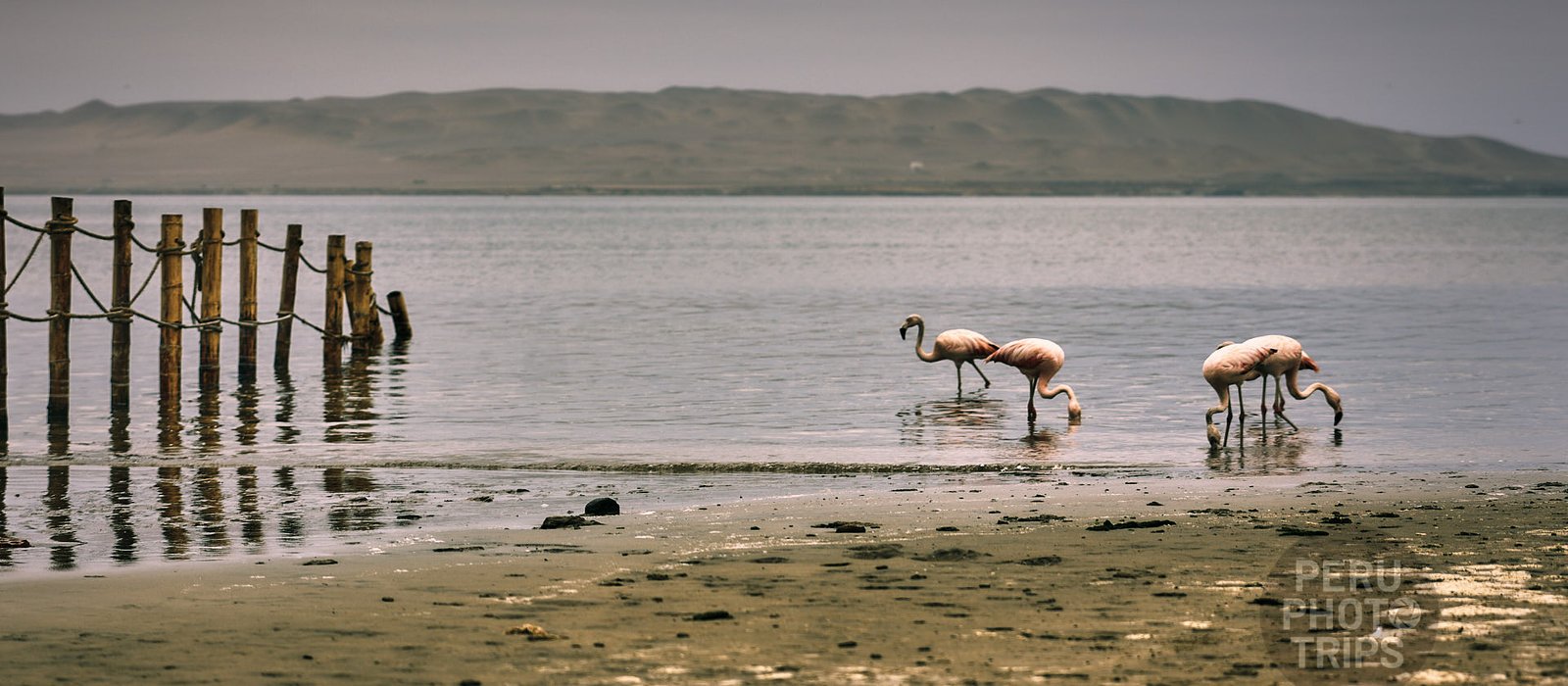 flamingos