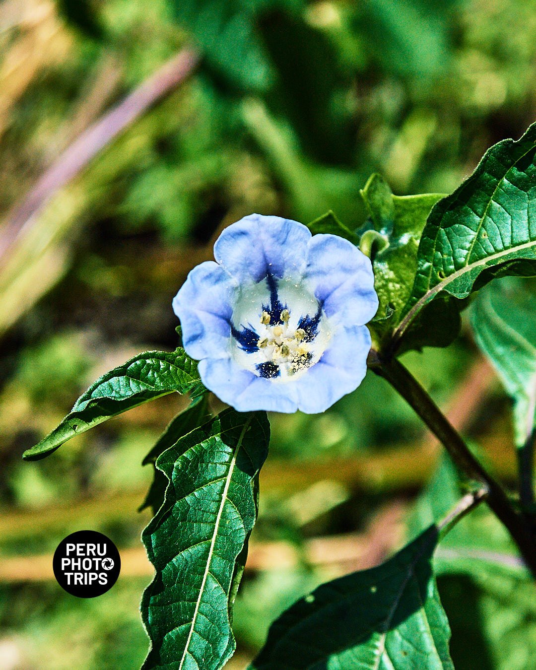 pacha valley peru photo trips