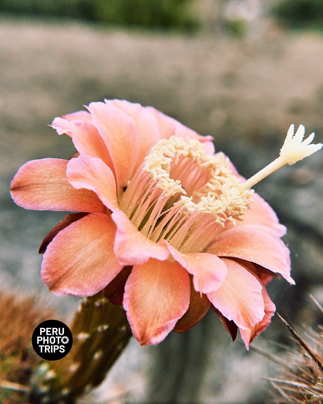 pacha valley peru photo trips