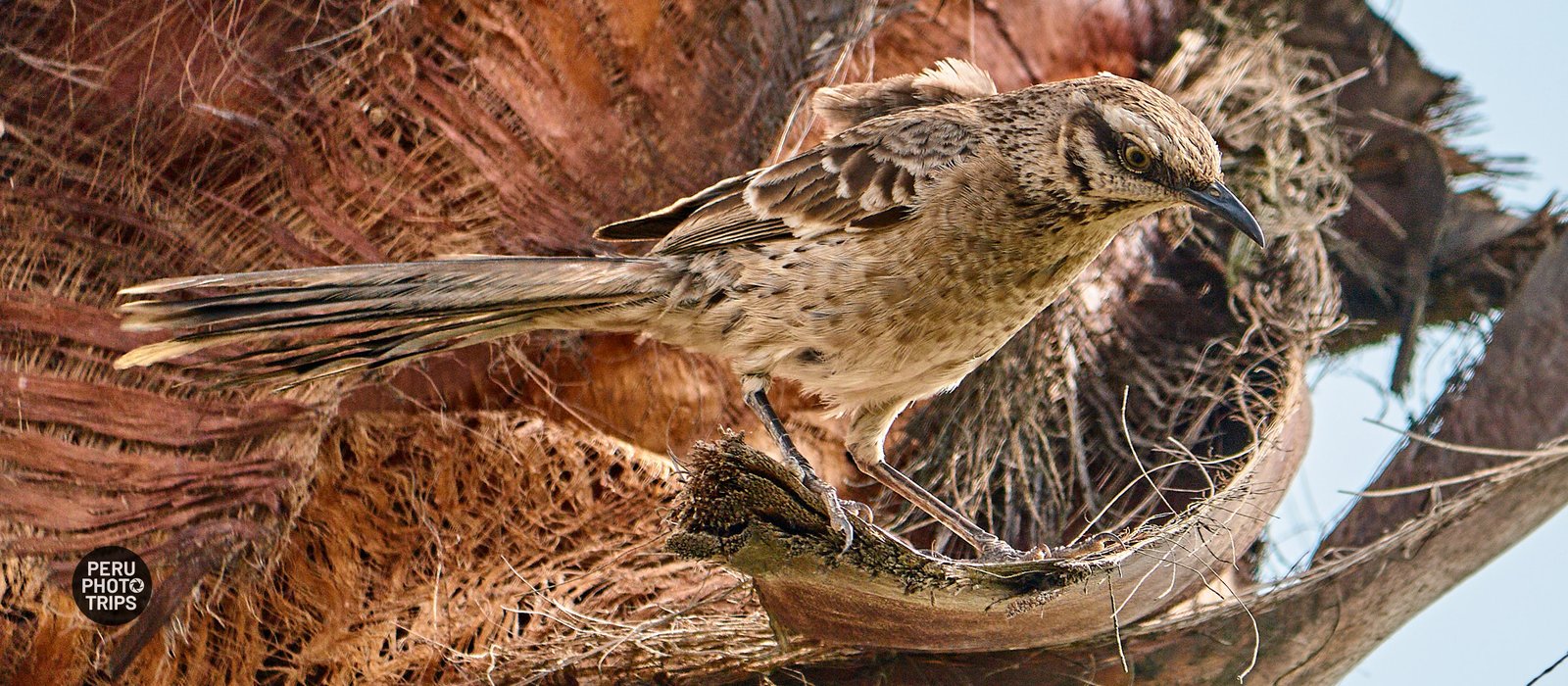 LONGTAIL MOCKINGBIRD