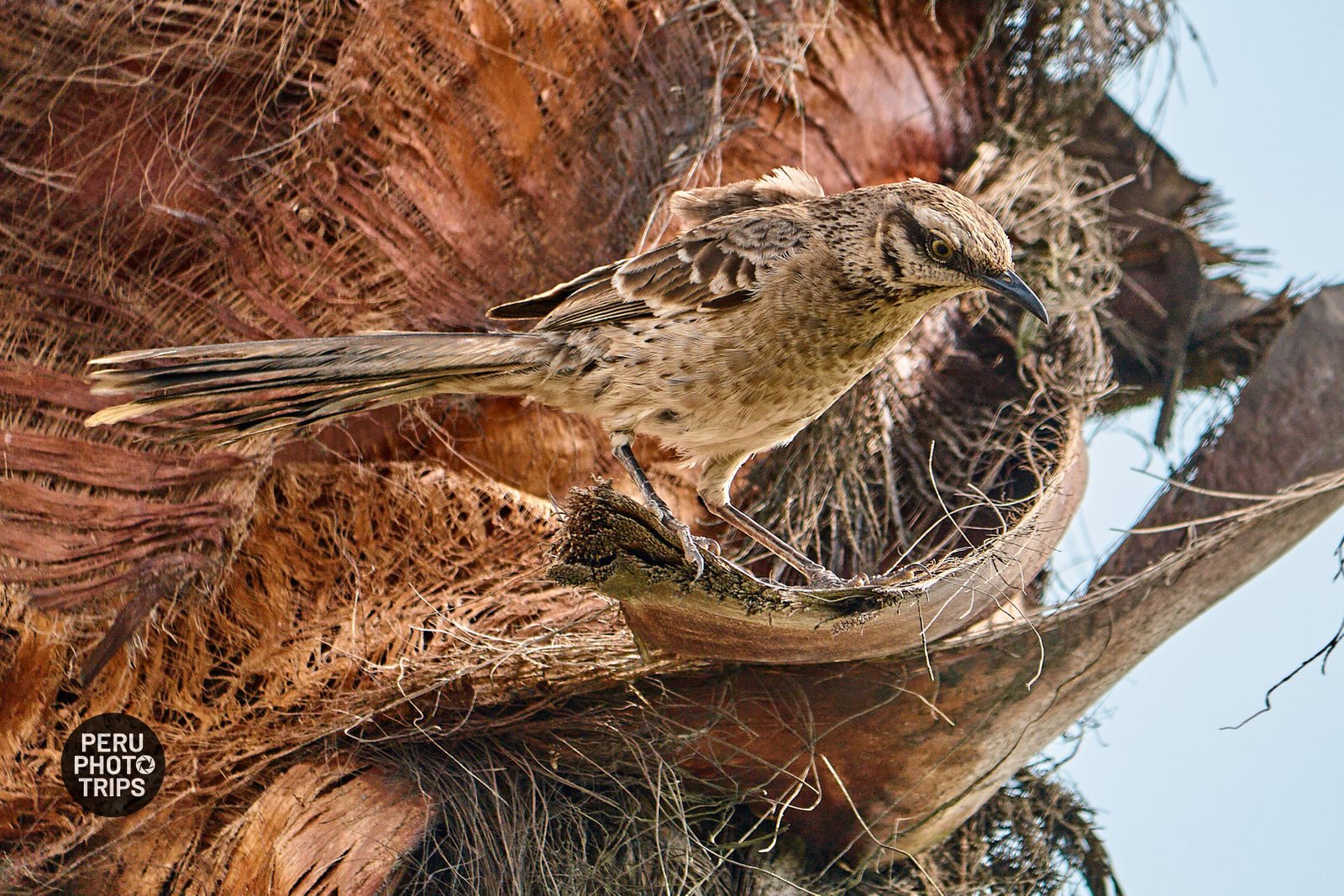 LONGTAIL MOCKINGBIRD