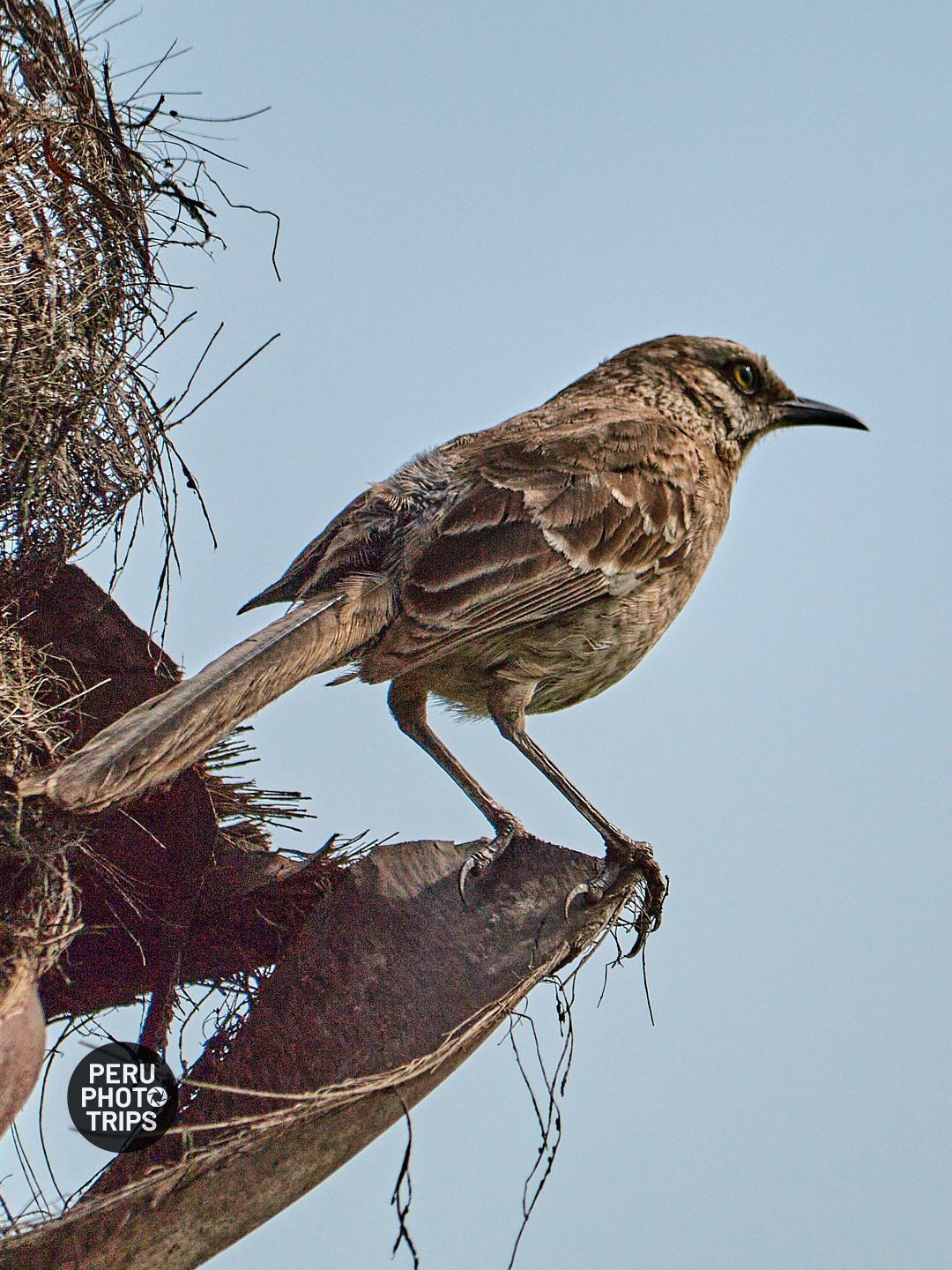 LONGTAIL MOCKINGBIRD