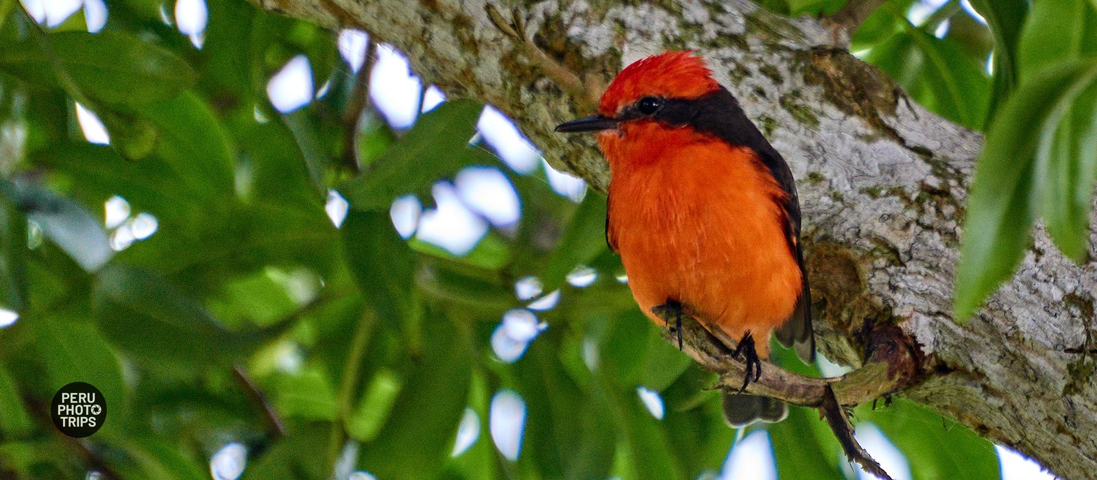 VERMILION FLYCATCHER