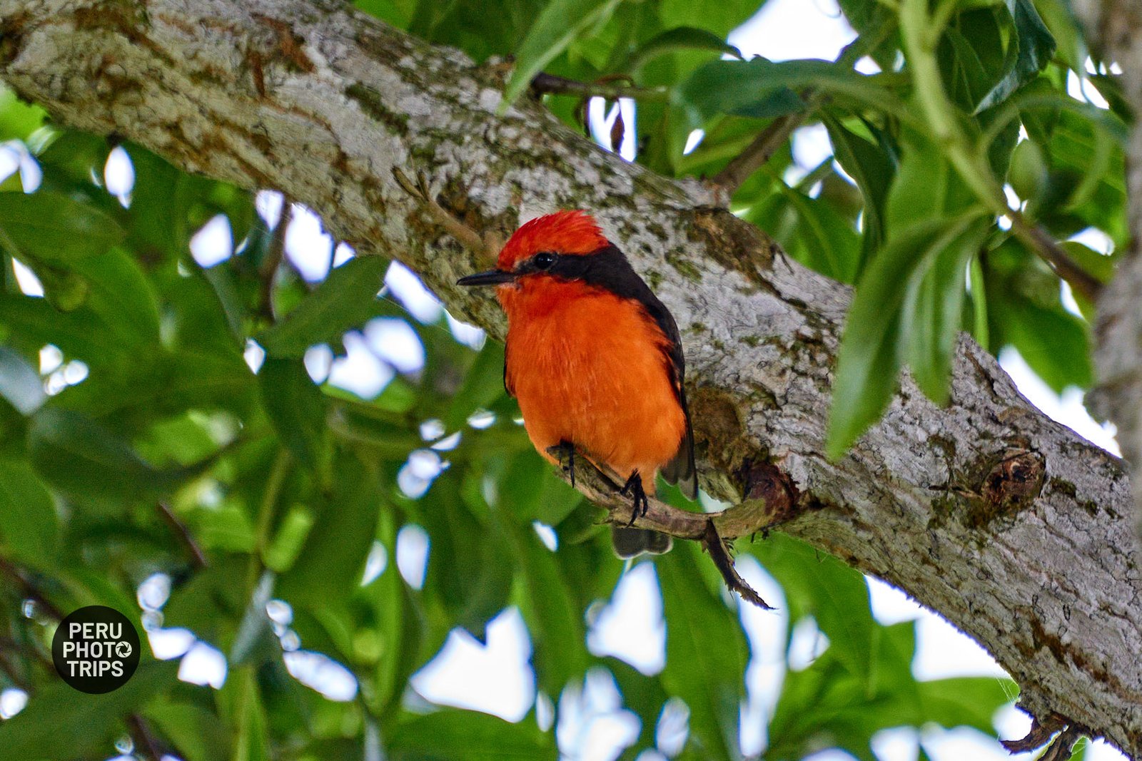 VERMILION FLYCATCHER
