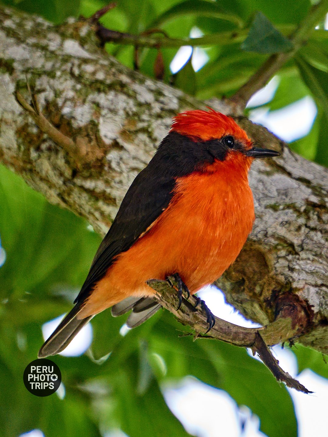 VERMILION FLYCATCHER