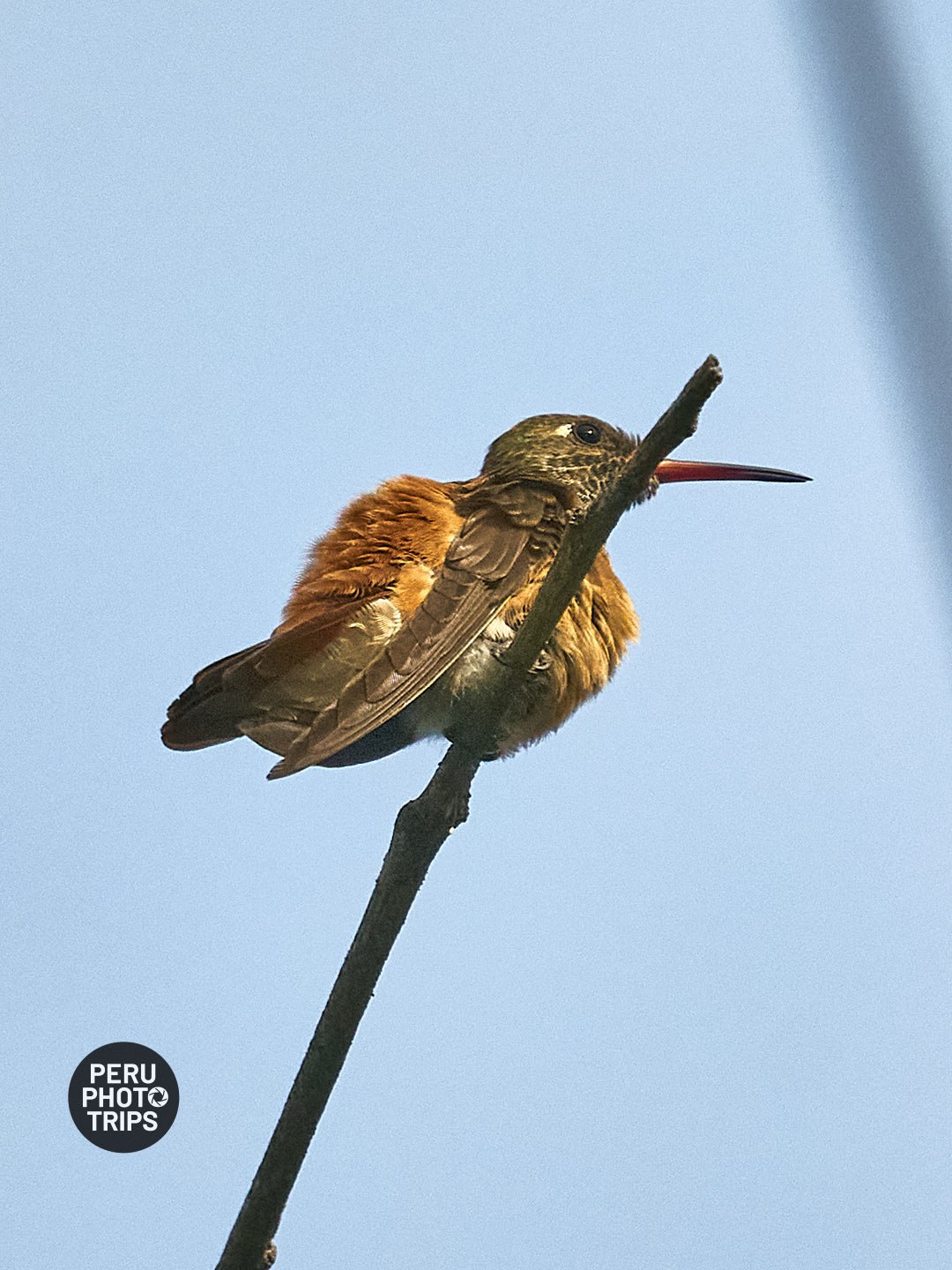 AMAZILIA HUMMINGBIRD