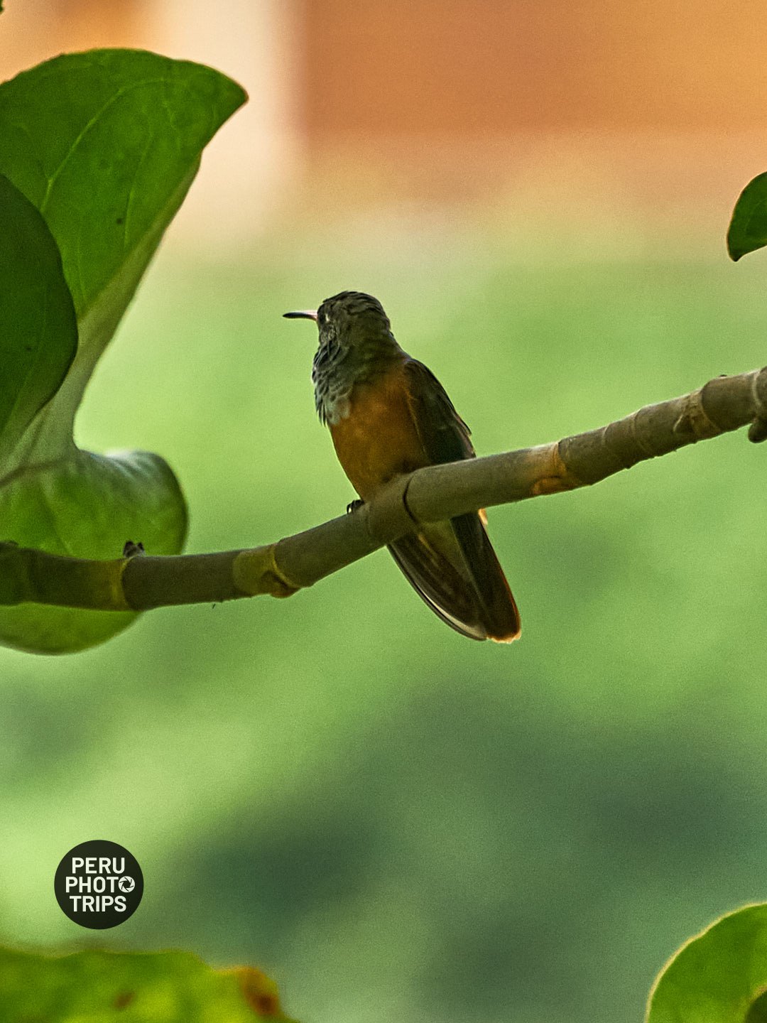hummingbird miraflores bridge