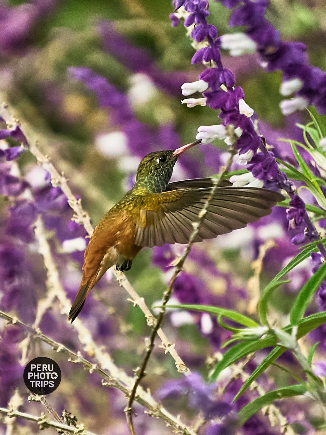 AMAZILIA HUMMINGBIRD