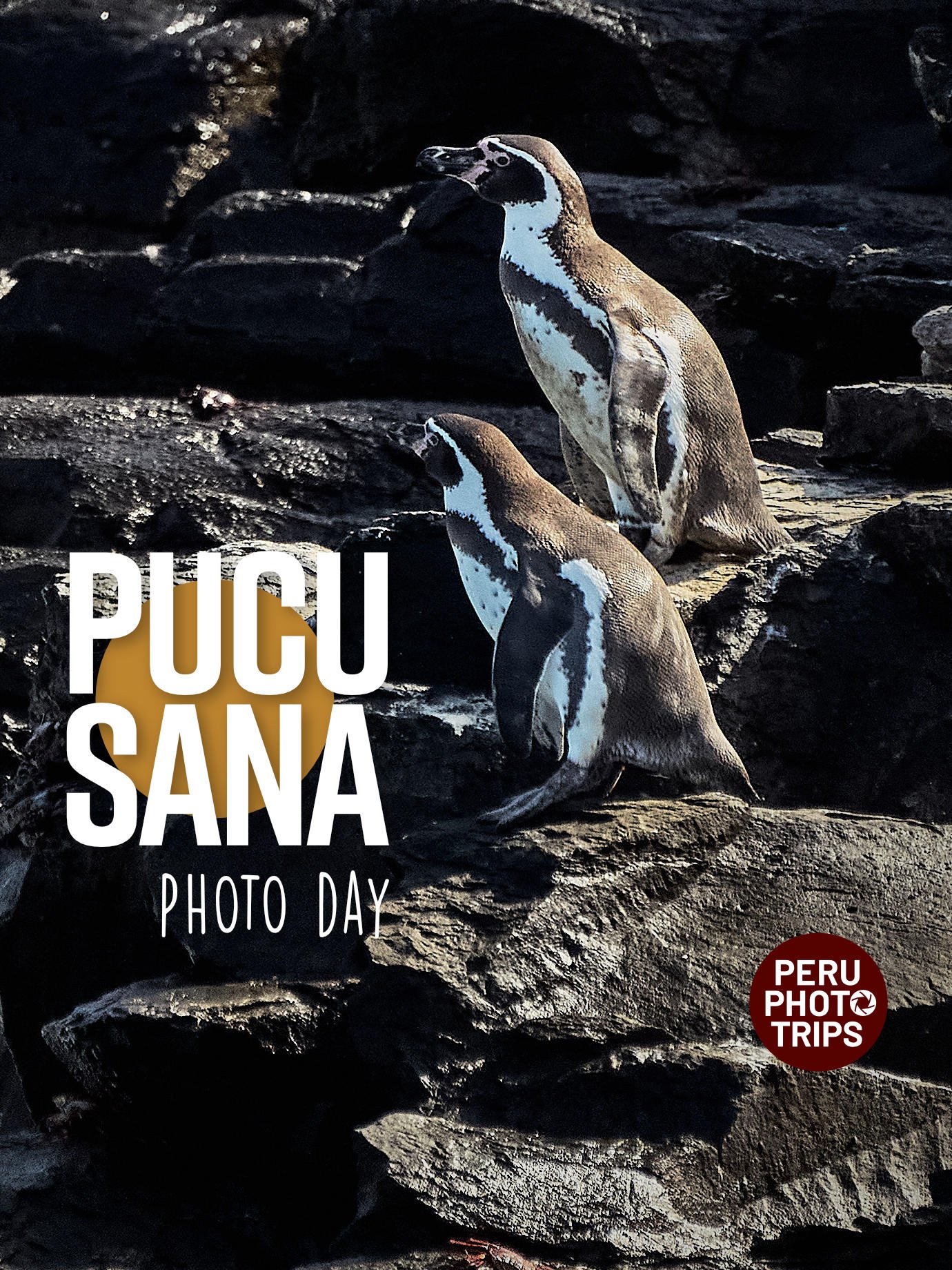 PHOTO DAY PUCUSANA BIRDS AND FISHING BOATS
