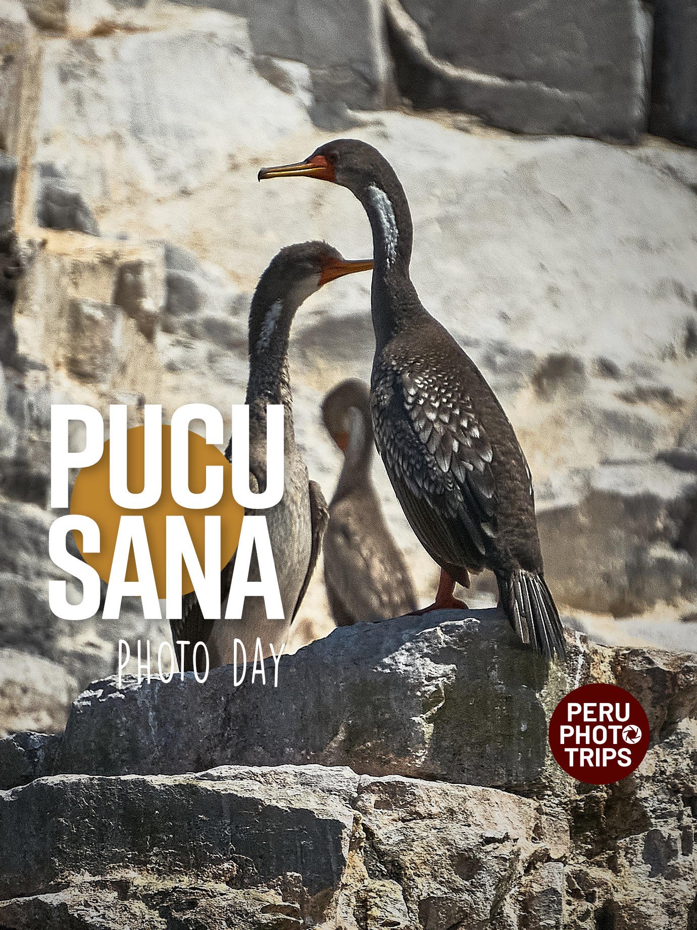 PHOTO DAY PUCUSANA BIRDS AND FISHING BOATS