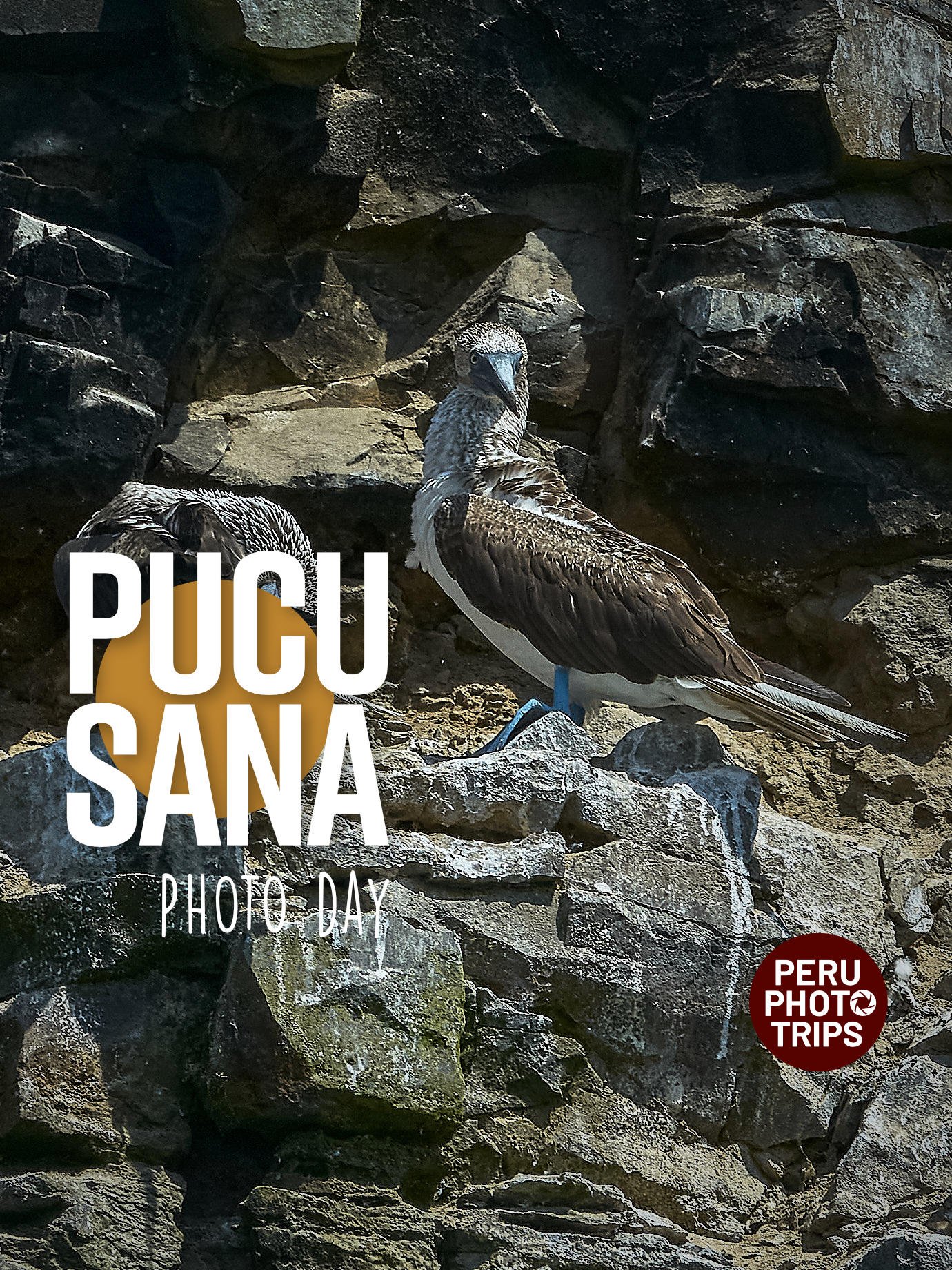 PHOTO DAY PUCUSANA BIRDS AND FISHING BOATS