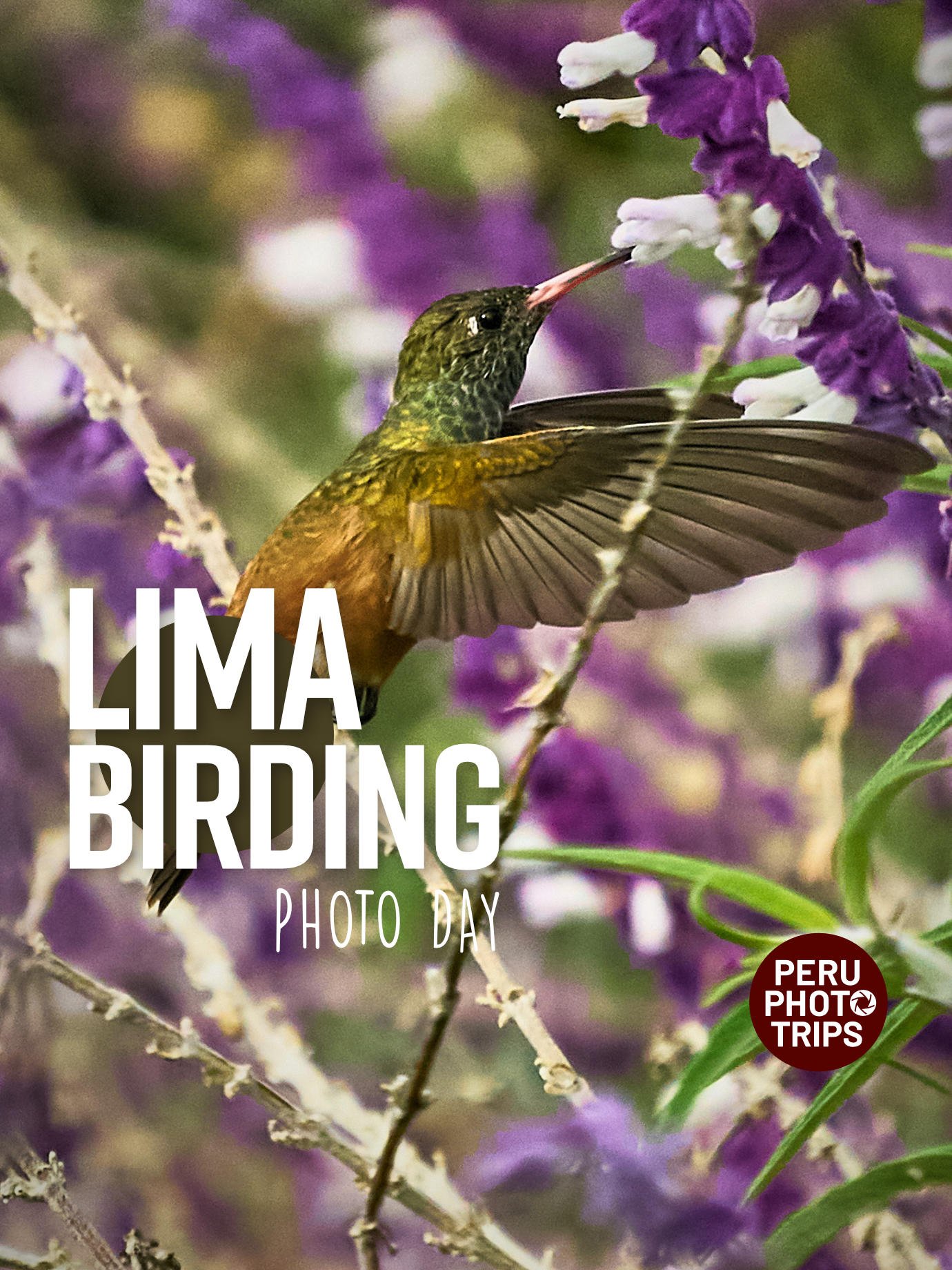PHOTO tour LIMA birding amazilia hummingbird