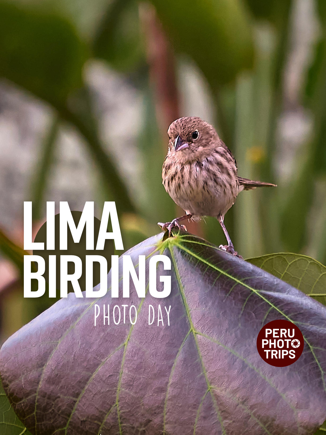 PHOTO tour LIMA birding blueblack grassquit