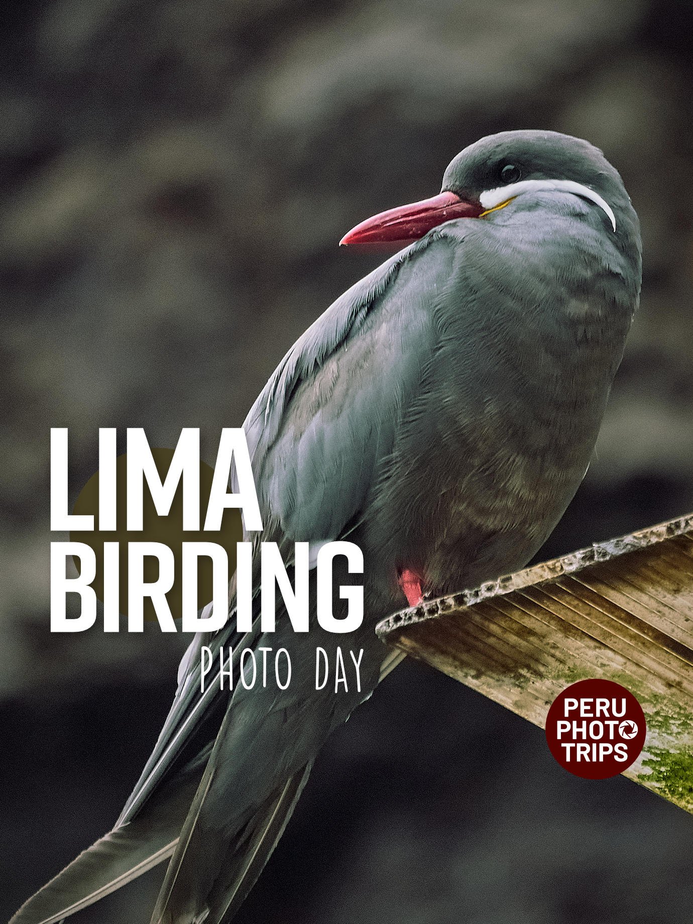 PHOTO tour LIMA birding inca tern
