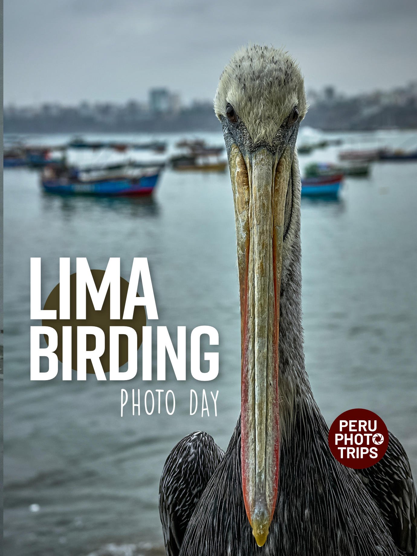 PHOTO tour LIMA birding peruvian pelican
