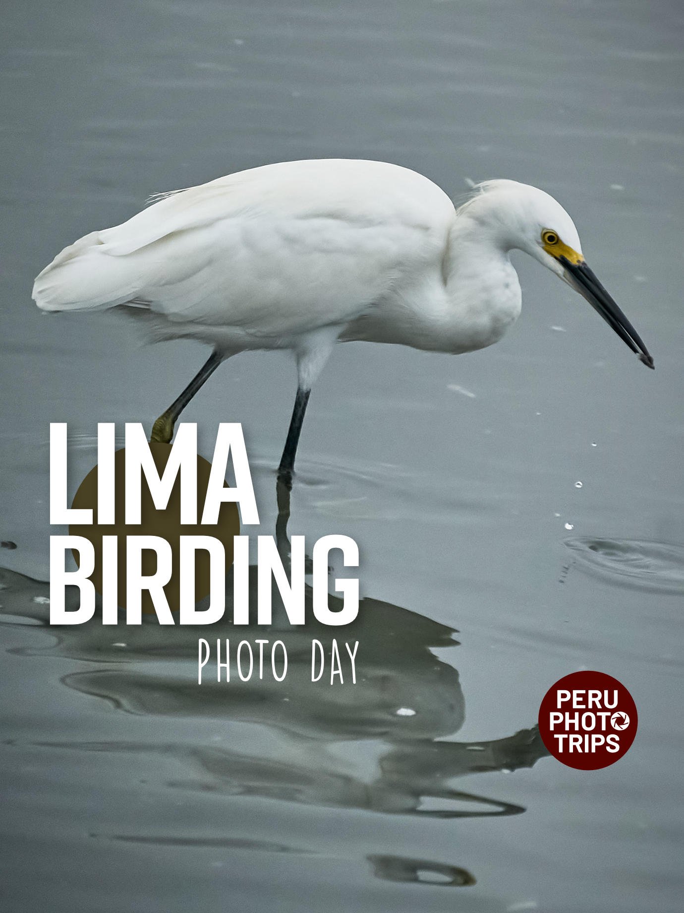 PHOTO tour LIMA birding snowy egret